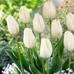 Тюльпан Гібрид Дарвіна Hakuun 12/+ ПРЕМІУМ ЯКІСТЬ