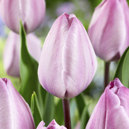 Тюльпан Тріумф Jacuzzi 12/+ ПРЕМІУМ ЯКІСТЬ