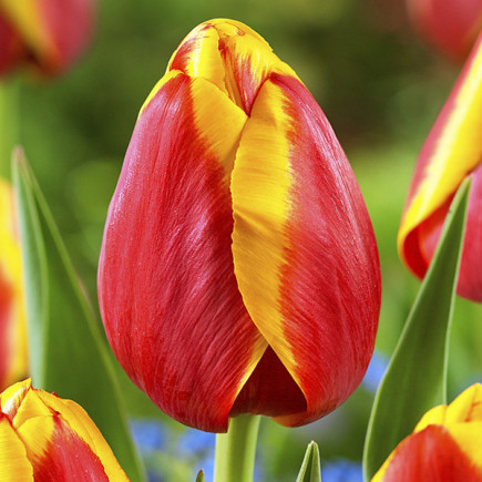 Тюльпан Тріумф Kees Nellis 12/+ ПРЕМІУМ ЯКІСТЬ