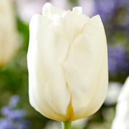 Тюльпан Тріумф Kobla 12/+ ПРЕМІУМ ЯКІСТЬ