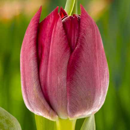 Тюльпан Махровый Krissy 12/+ ПРЕМІУМ ЯКІСТЬ