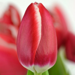 Тюльпан Тріумф Kung-Fu 12/+ ПРЕМІУМ ЯКІСТЬ