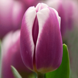 Тюльпан Тріумф Librije 12/+ ПРЕМІУМ ЯКІСТЬ