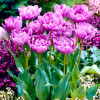 Тюльпан Махровий + Багатоквітковий Lilac Perfection 12/+ ПРЕМІУМ ЯКІСТЬ