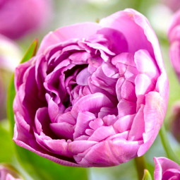 Тюльпан Махровий + Багатоквітковий Lilac Perfection 12/+ ПРЕМІУМ ЯКІСТЬ