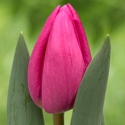 Тюльпан Тріумф Lincoln 12/+ ПРЕМІУМ ЯКІСТЬ