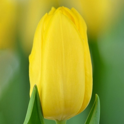 Тюльпан Тріумф Lions Glory 12/+ ПРЕМІУМ ЯКІСТЬ