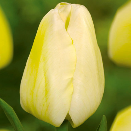 Тюльпан Тріумф Malaysia 12/+ ПРЕМІУМ ЯКІСТЬ