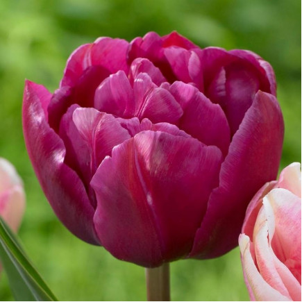 Тюльпан Махровий Margarita 12/+ ПРЕМІУМ ЯКІСТЬ