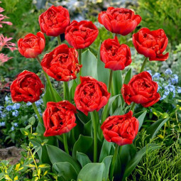 Тюльпан Махровий Miranda 12/+ ПРЕМІУМ ЯКІСТЬ