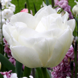 Тюльпан Махровий Mondial 12/+ ПРЕМІУМ ЯКІСТЬ