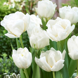 Тюльпан Махровий Mondial 12/+ ПРЕМІУМ ЯКІСТЬ