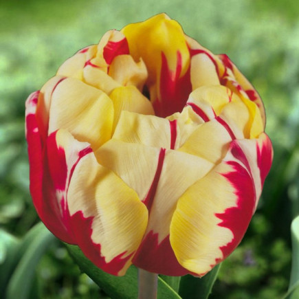 Тюльпан Махровий Monsella 12/+ ПРЕМІУМ ЯКІСТЬ