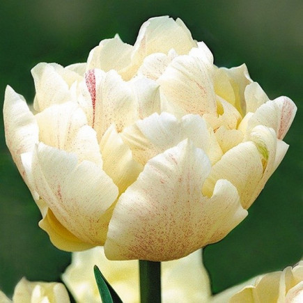 Тюльпан Махровий Montreux 12/+ ПРЕМІУМ ЯКІСТЬ