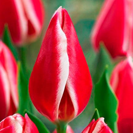 Тюльпан Гігантський Nashville 12/+ ПРЕМІУМ ЯКІСТЬ