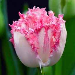 Тюльпан Оторочений Neglige 12/+ ПРЕМІУМ ЯКІСТЬ