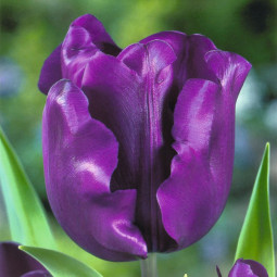 Тюльпан Тріумф Negrita 12/+ ПРЕМІУМ ЯКІСТЬ