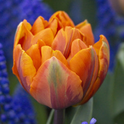 Тюльпан Махровий Orange Princess 12/+ ПРЕМІУМ ЯКІСТЬ