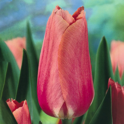 Тюльпан Гігантський Perestroyka 12/+ ПРЕМІУМ ЯКІСТЬ