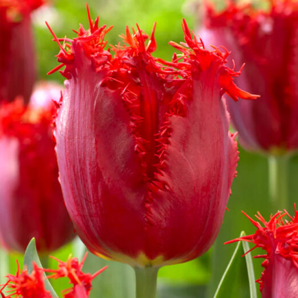 Тюльпан Оторочений Philly Belle 12/+ ПРЕМІУМ ЯКІСТЬ