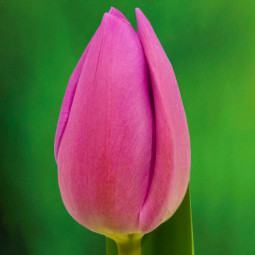 Тюльпан Тріумф Pink Breeze 12/+ ПРЕМІУМ ЯКІСТЬ