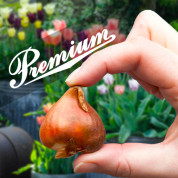 Тюльпани Premium (цибулини-гіганти 12/+)