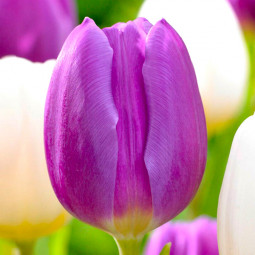 Тюльпан Тріумф Purple Flag 12/+ ПРЕМІУМ ЯКІСТЬ