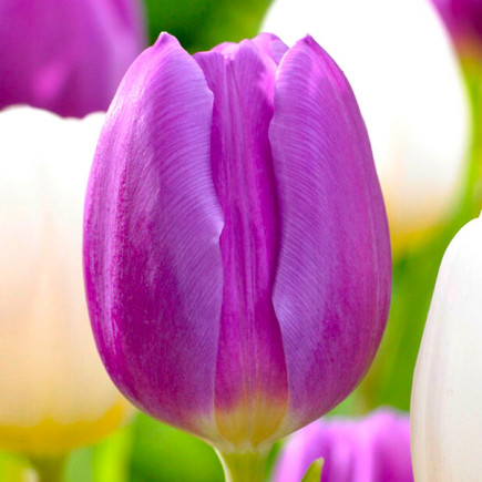 Тюльпан Тріумф Purple Flag 12/+ ПРЕМІУМ ЯКІСТЬ