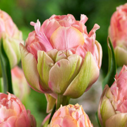 Тюльпан Махровий Quinty Trustfull 12/+ ПРЕМІУМ ЯКІСТЬ