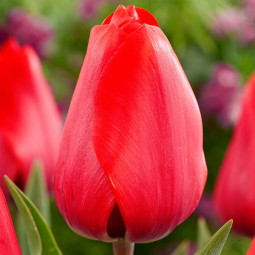 Тюльпан Тріумф Red Soldier розмір 12/+ ПРЕМІУМ ЯКІСТЬ