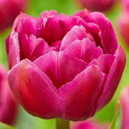 Тюльпан Махровий Respectable 12/+ ПРЕМІУМ ЯКІСТЬ