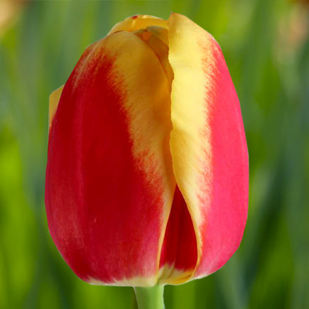 Тюльпан Тріумф Roman Power 12/+ ПРЕМІУМ ЯКІСТЬ