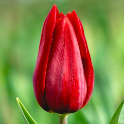 Тюльпан Тріумф Strong Love 12/+ ПРЕМІУМ ЯКІСТЬ