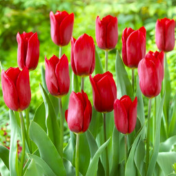 Тюльпан Тріумф Strong Love 12/+ ПРЕМІУМ ЯКІСТЬ