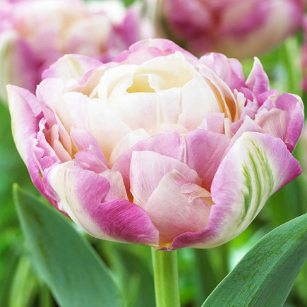 Тюльпан Махровий Sweet Desire 12/+ ПРЕМІУМ ЯКІСТЬ