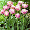 Тюльпан Махровий Sweet Desire 12/+ ПРЕМІУМ ЯКІСТЬ