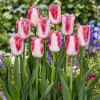 Тюльпан Оторочений Sweet Simone 12/+ ПРЕМІУМ ЯКІСТЬ