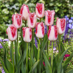 Тюльпан Оторочений Sweet Simone 12/+ ПРЕМІУМ ЯКІСТЬ