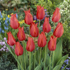 Тюльпан Гігантський Temple of Beauty 12/+ ПРЕМІУМ ЯКІСТЬ
