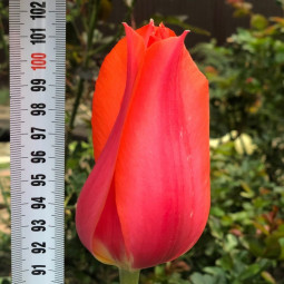 Тюльпан Гігантський Temple of Beauty 12/+ ПРЕМІУМ ЯКІСТЬ