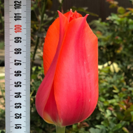 Тюльпан Гігантський Temple of Beauty 12/+ ПРЕМІУМ ЯКІСТЬ