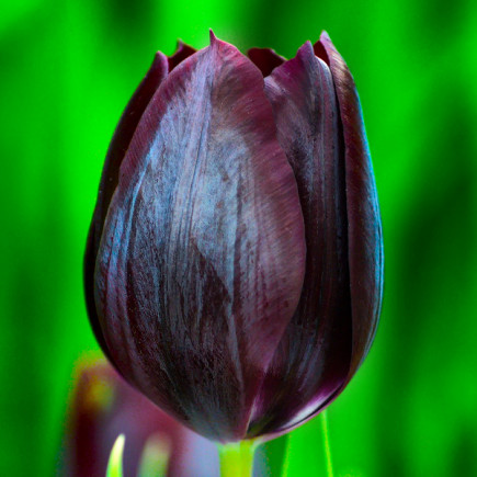 Тюльпан Тріумф Toendra 12/+ ПРЕМІУМ ЯКІСТЬ