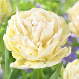 Тюльпан Махровий Piste 12/+ ПРЕМІУМ ЯКІСТЬ