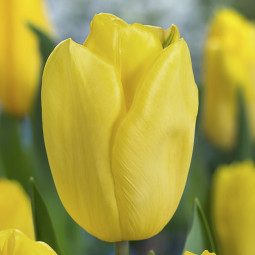 Тюльпан Тріумф Strong Gold 12/+ ПРЕМІУМ ЯКІСТЬ