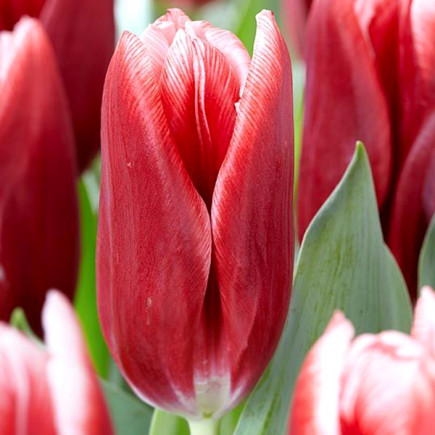 Тюльпан Тріумф Vampire 12/+ ПРЕМІУМ ЯКІСТЬ