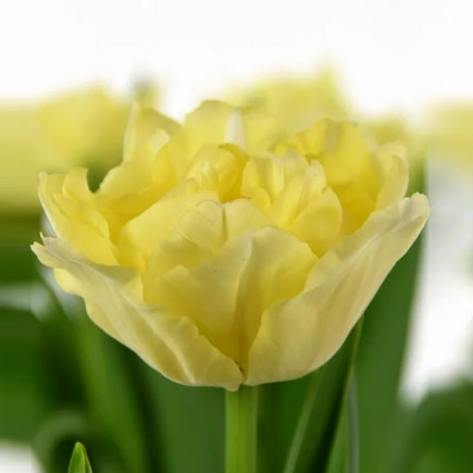 Тюльпан Махровий Verona Ice 12/+ ПРЕМІУМ ЯКІСТЬ