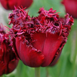 Тюльпан Оторочений Versace 12/+ ПРЕМІУМ ЯКІСТЬ