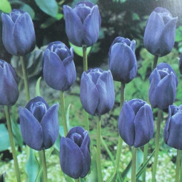 Тюльпан Тріумф Blue Aimable (premium) Тюльпан Тріумф Blue Aimable (premium)
