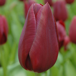 Тюльпан Триумф National Velvet