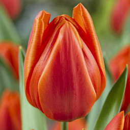 Тюльпан Тріумф Orange Cassini